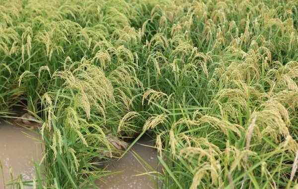 袁隆平团队沙漠海水稻亩产超千斤，海水稻与水稻有何区别？