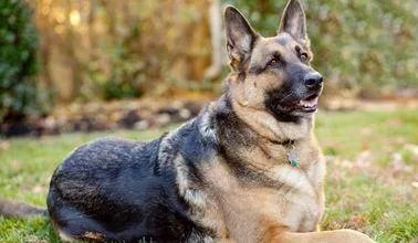 德国牧羊犬幼犬多少钱一只？