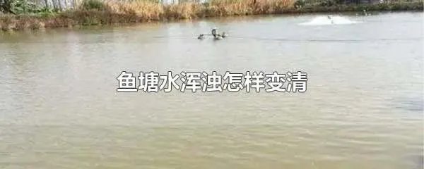 鱼塘水浑浊怎样变清