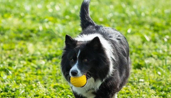 边境牧羊犬如何训练才能有好效果 训练边境牧羊犬要注意什么