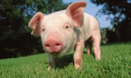 2009年的猪流感在中国发现了几个事例？