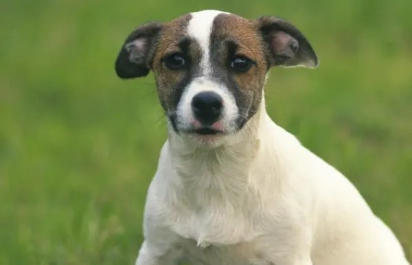 杭州一宠物狗晕车女子高速上下车遛狗，这样的行为有多危险？