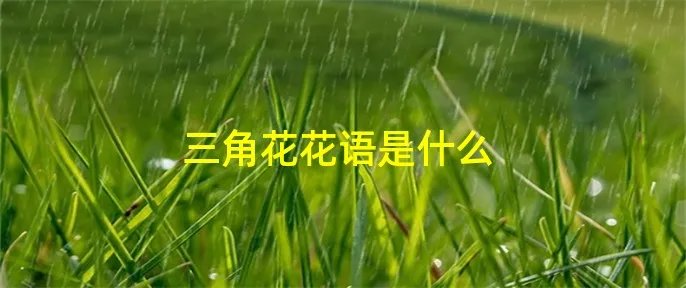 三角花花语是什么