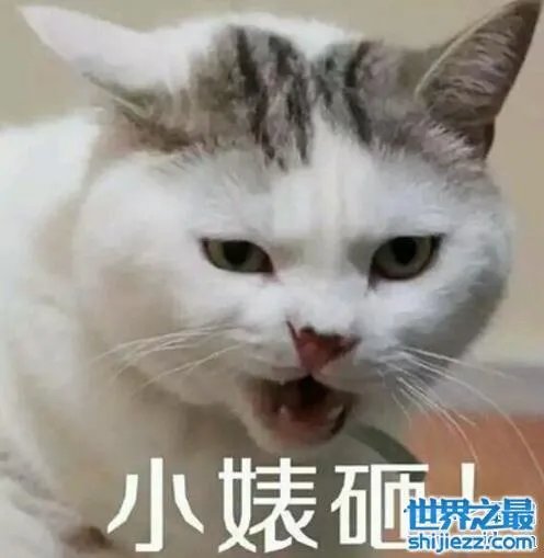 小婊砸就是小婊子的意思，熟人之间却用来调侃 