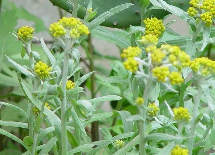 鼠曲草的功效与作用