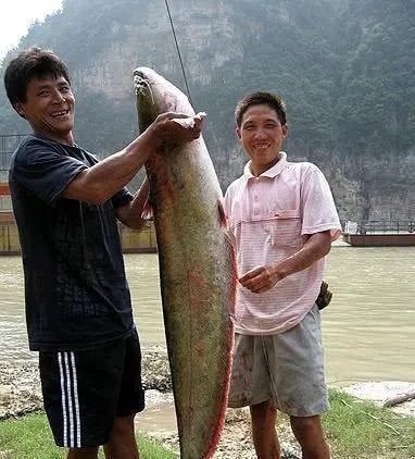 长江鲜都有什么