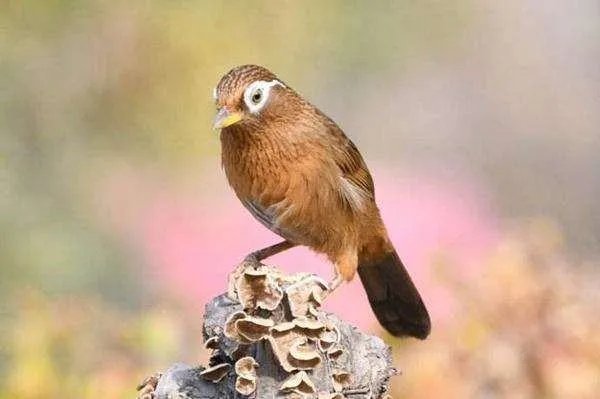 一般在什么山上有极品画眉鸟