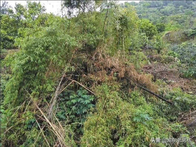 农户在集体荒地上种植竹子，成林后被偷砍且挖掉，能得到赔偿吗？有何依据？