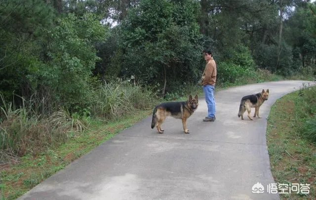 狗真的会在危险时刻保护人吗？