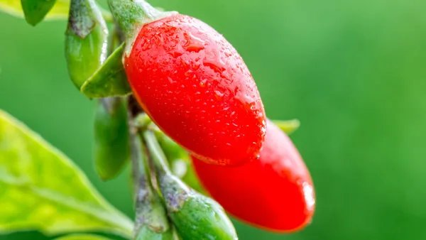 枸杞的功效与作用