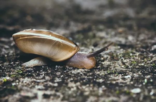雨后不少蜗牛爬到水泥墙上是在做什么