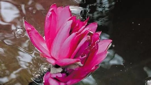 广州莲花山首次发现四蒂莲是怎回事 四蒂莲是什么东西