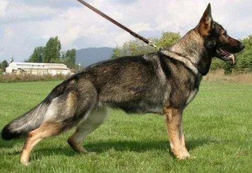 德国牧羊犬幼犬多少钱一只？