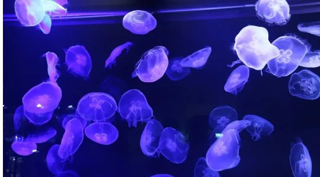 以色列发电站出现数千只蓝色水母是怎么回事？