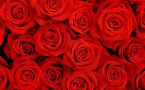 一朵玫瑰花代表什么意思 送玫瑰花的这些讲究
