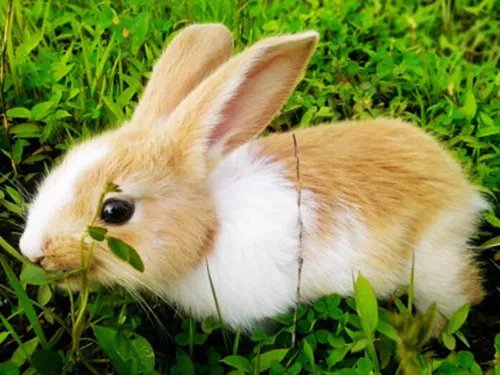 属蛇的人属相婚配表 属蛇男与什么属相适合结婚