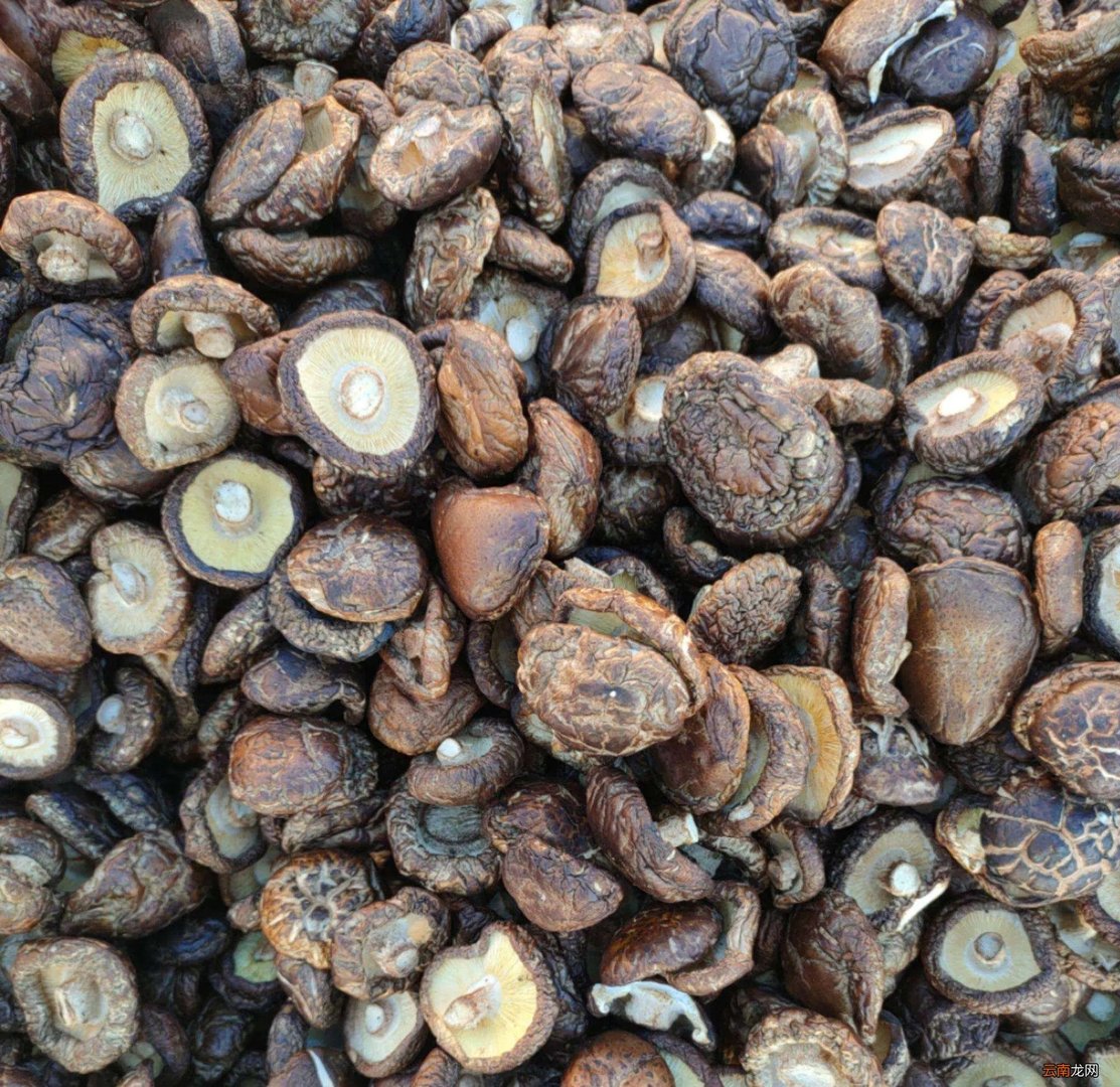 香菇的主要产地