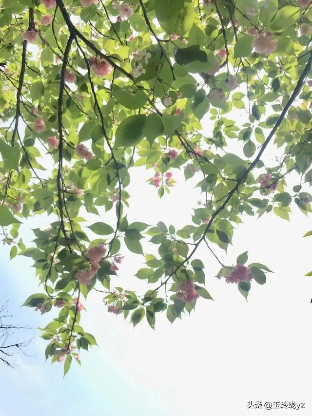 有什么好的网赚项目？