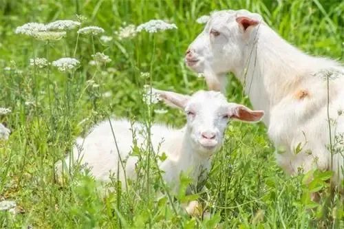 印度一山羊宝宝长出人脸，这样奇特的事情你还知道哪些？