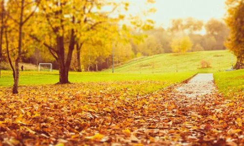 秋天的雨还会把颜色分给谁照样子写一写