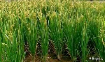 现在主要哪个地区种植稻谷？何时播种？一亩产量是多少？