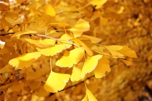 白果树长什么样 白果树繁殖方式有哪些