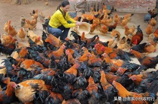 未来中国养殖业会是怎么样的？