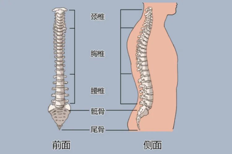 腰椎的位置图