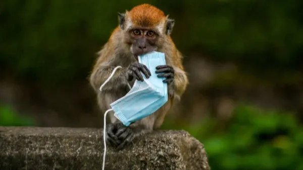 去年超15亿只废弃口罩流入海洋，给海洋生物造成了怎样的毁灭性伤害？