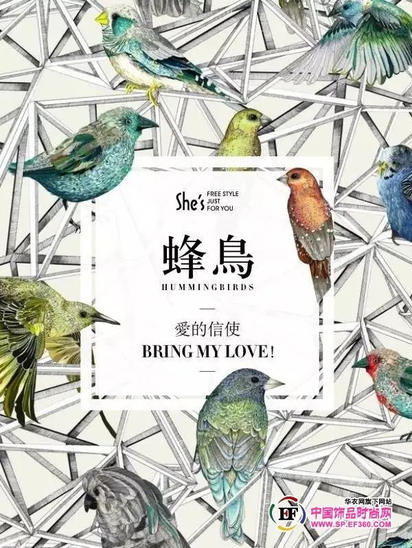 彩色羽翼的介绍