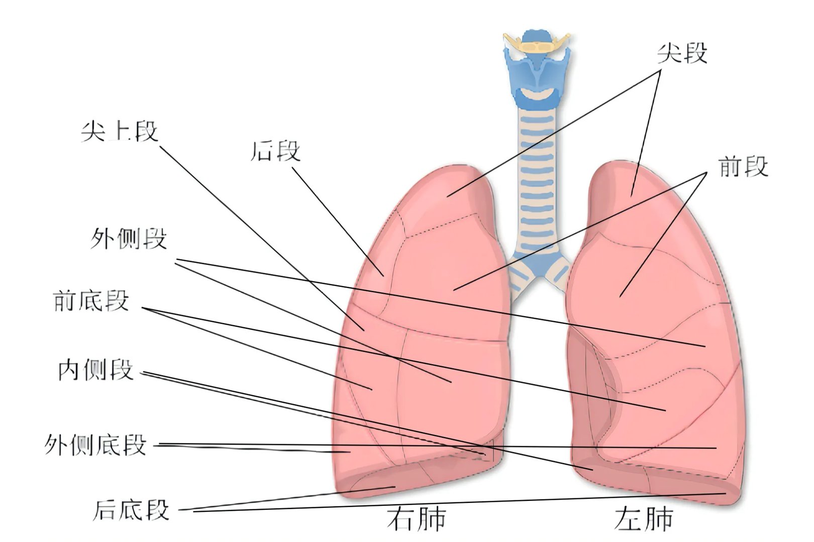 肺的分叶和分段详细图平面图