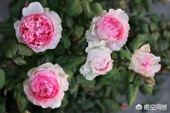 苗木交易最靠谱的网站