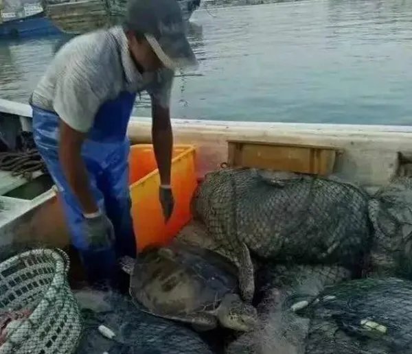 渔民捕百斤大海龟放生了吗？