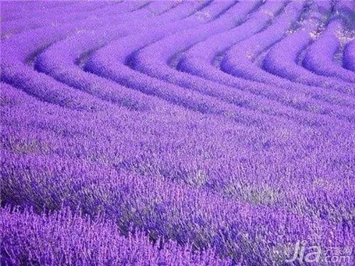 薰衣草精油怎么样？薰衣草精油怎么用？