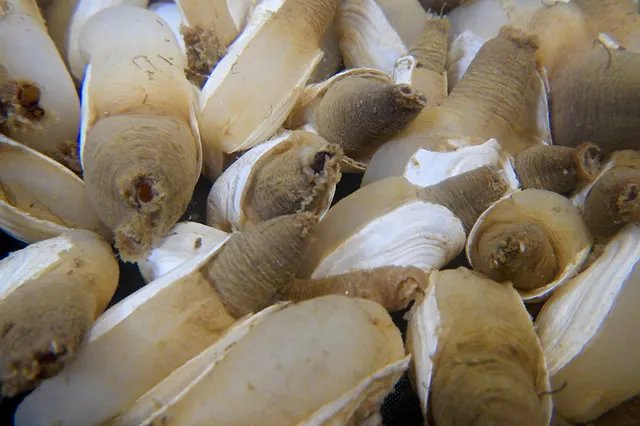 象拔蚌多少钱一斤 象拔蚌哪种最贵