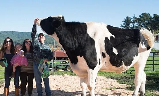 世界上最大的奶牛，奶牛丹尼尔重1043公斤（每天食用45公斤干草）