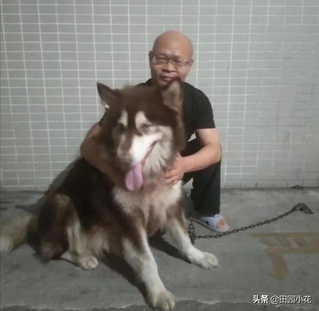 狗真的会在危险时刻保护人吗？