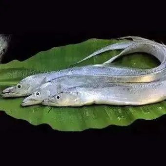 黄河鱽鱼现身黄河口，此类鱼已“消失”多长时间了？