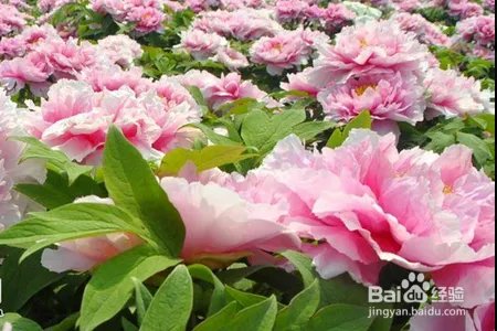 牡丹花该怎么种植