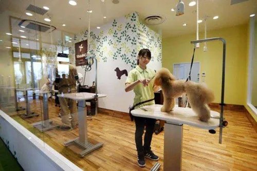 宠物店装修注意事项 宠物宝贝们有话说