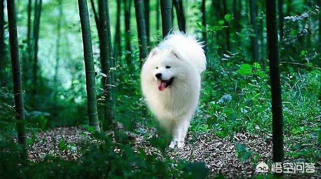 萨摩耶吃什么狗粮好？