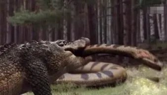 亚马逊莫拉氏鳄 身长最长可达10米左右