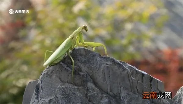 螳螂肚子里的虫子是什么 螳螂肚子里的虫子是什么虫
