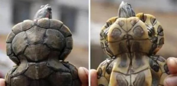 核武器威力到底有多大，核污染究竟是怎样的呢？