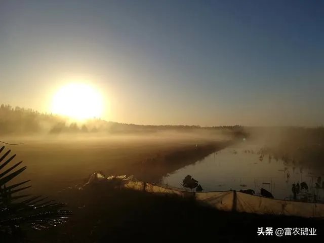 现在主要哪个地区种植稻谷？何时播种？一亩产量是多少？