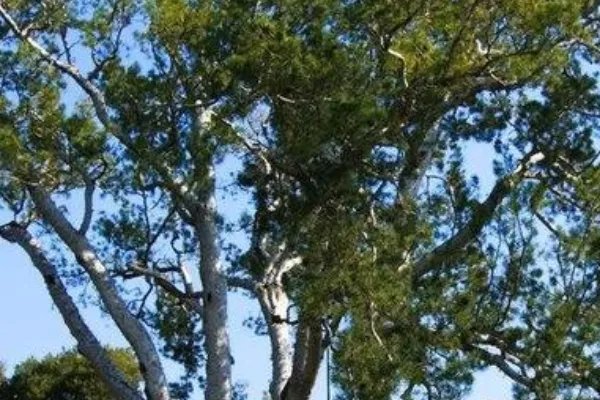 白皮松白皮松价格