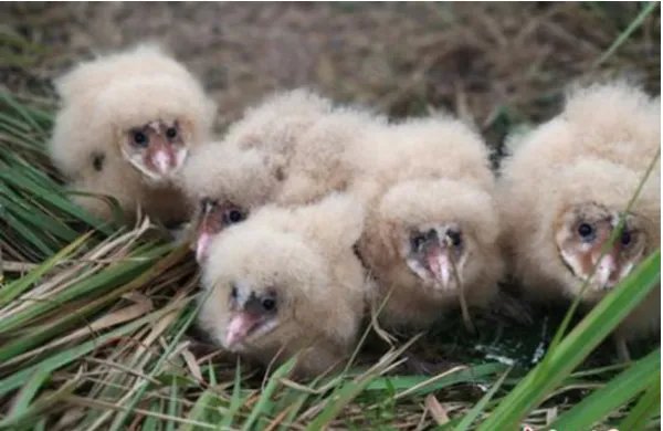 村民捡到5只小萌物为什么又放回原处了？