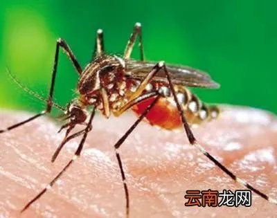 蚊子叮人有偏爱的血型吗？