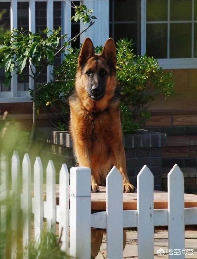 德国牧羊犬幼犬多少钱一只？