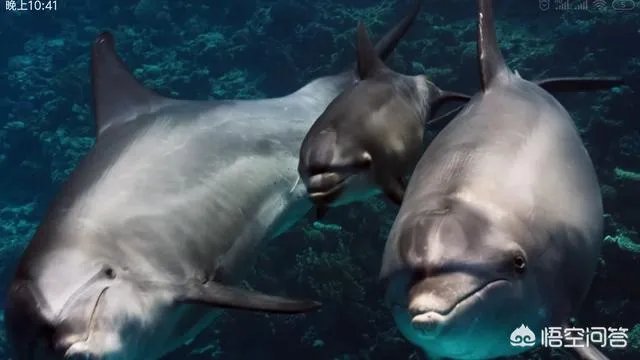 《蓝色星球第二季》里海豚游泳是不是类似于裸眼3d？